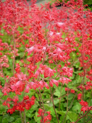 Heuchera sanguinea 'Leuchtkäfer', gen.