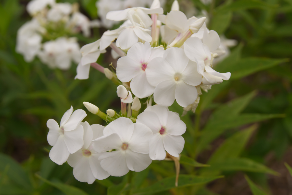 Phlox Paniculata-Hybr. 'David' (ehemals amplifolia)