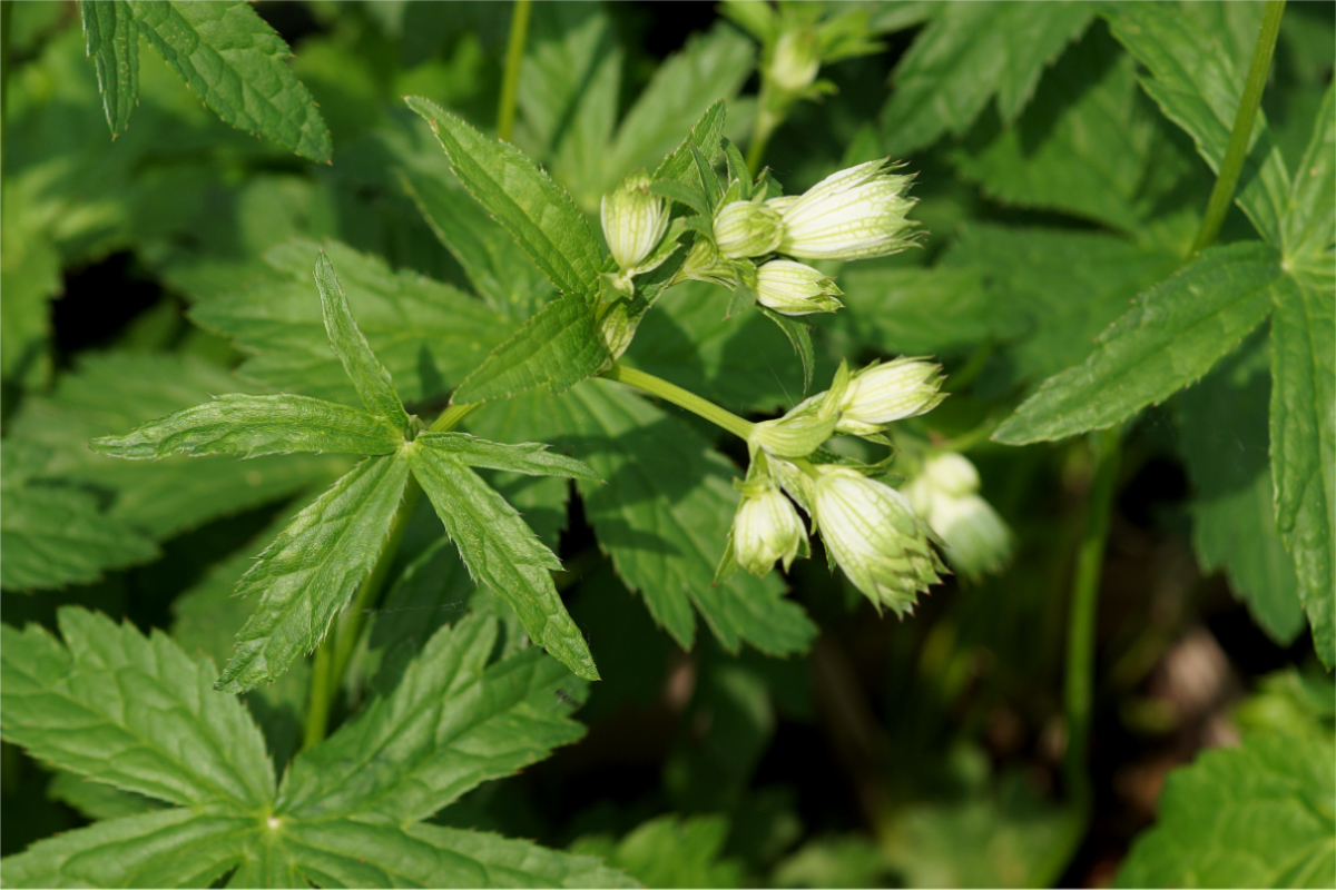 Astrantia major 'Shaggy' - Sterndolde