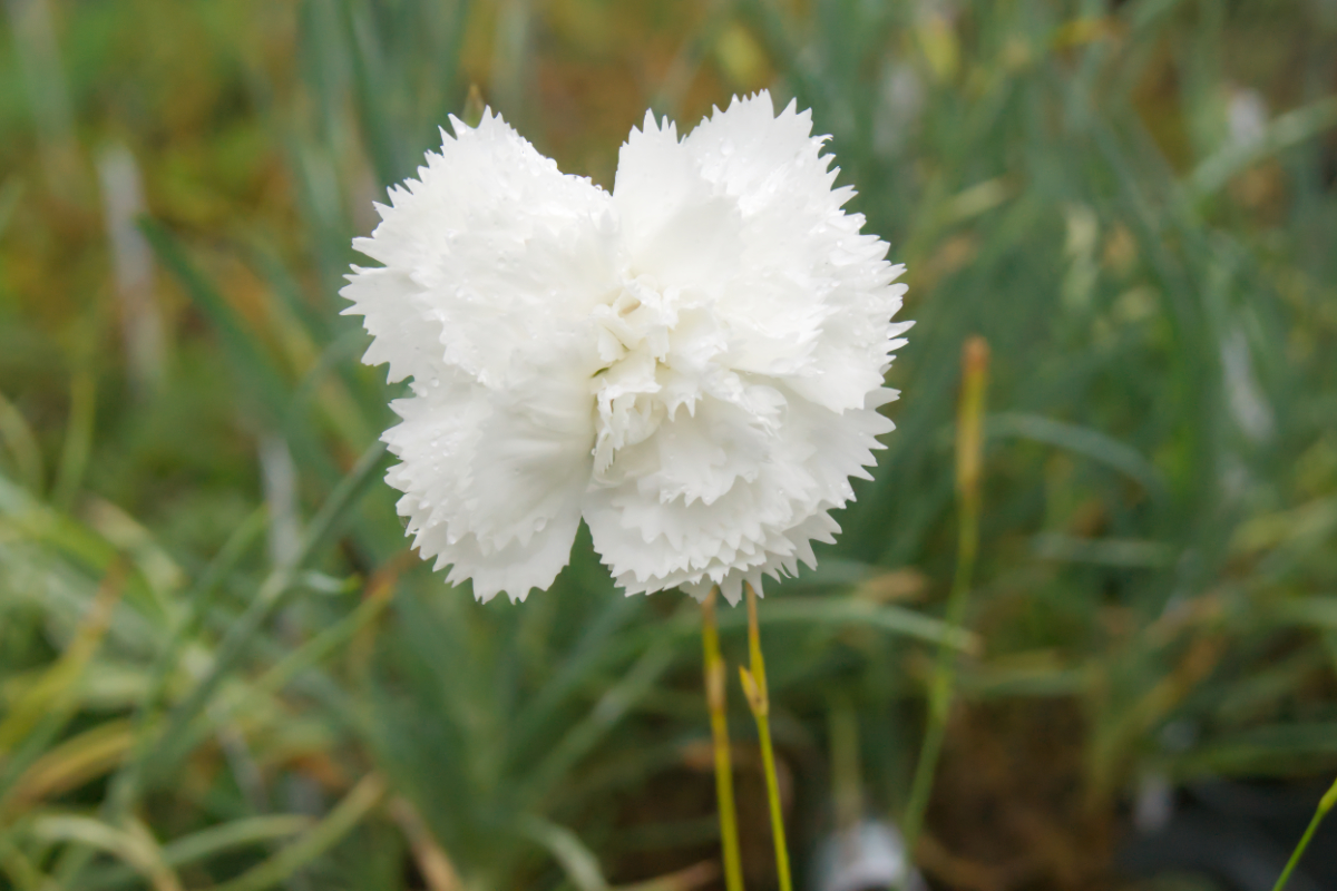 Dianthus Plumarius-Hybr. 'Haytor White'