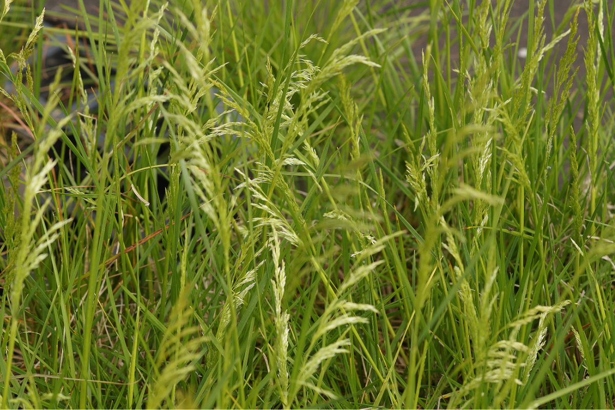 Deschampsia cespitosa 'Goldschleier' - Waldschmiele