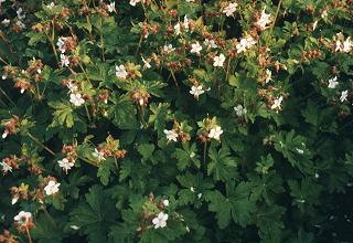 Geranium macrorrhizum 'Spessart'