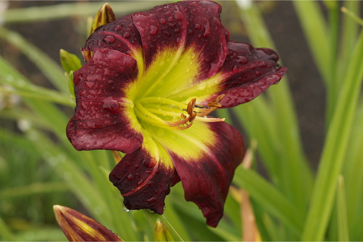 Hemerocallis Hybride 'Night Beacon' - Taglilie
