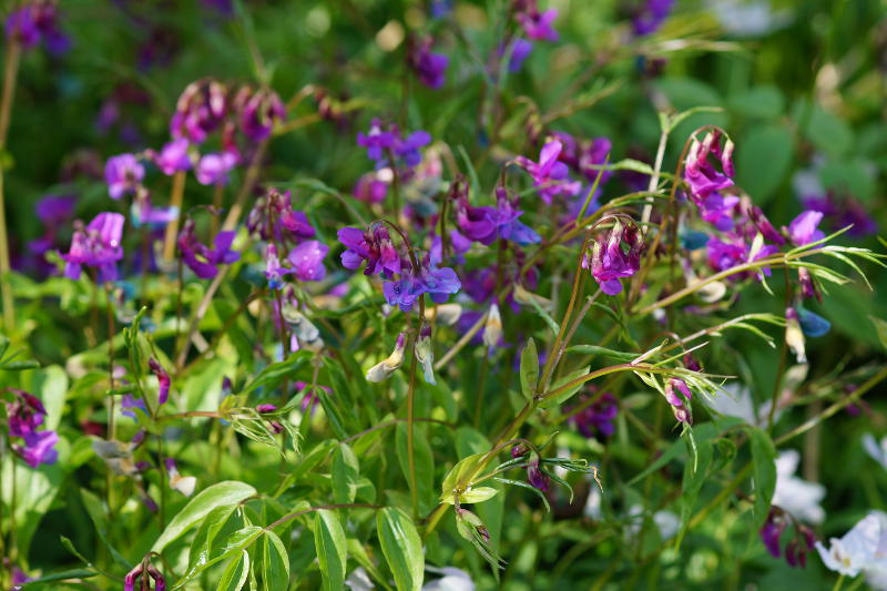Lathyrus vernus