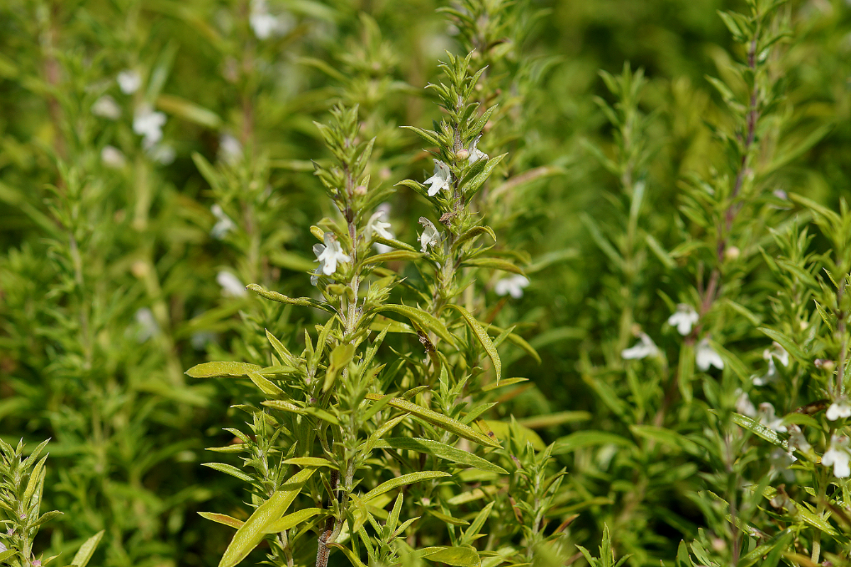 Satureja montana