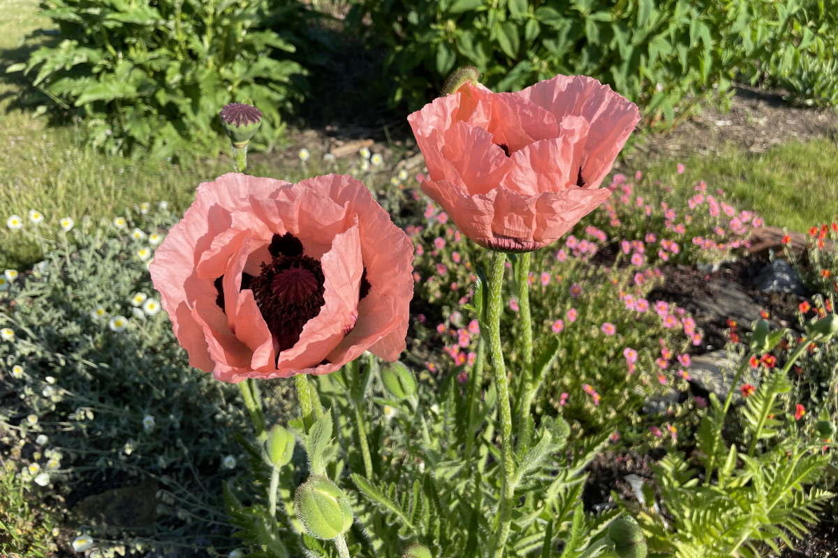 Papaver Orientale-Hybr. 'Princess Victoria Louise'