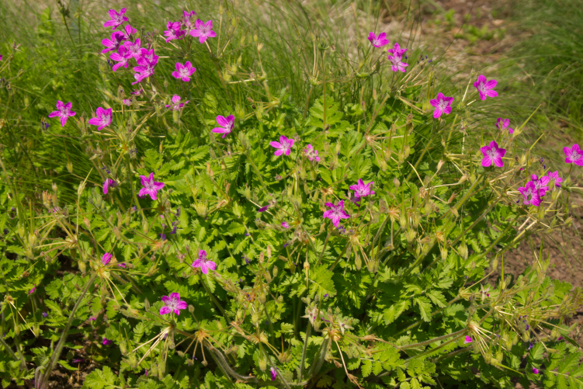 Erodium manescavii