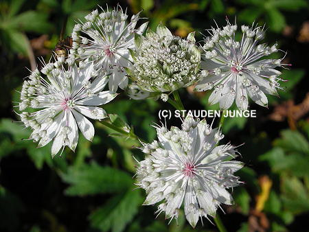 Astrantia major 'Shaggy'