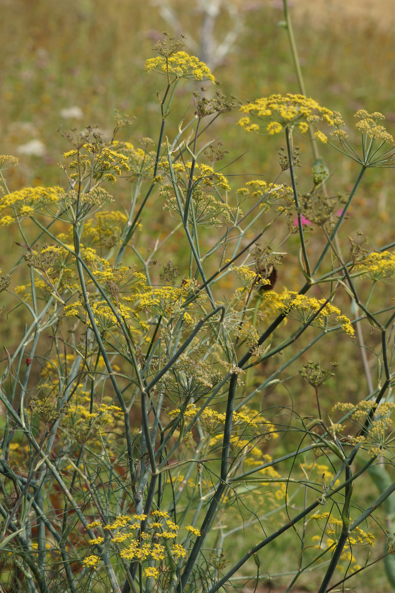 Foeniculum vulgare 'Atropurpureum'