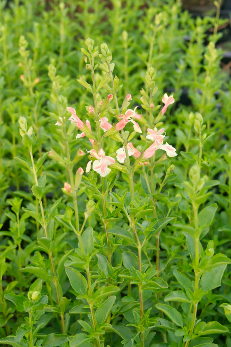 Salvia microphylla 'Belle de Loire'