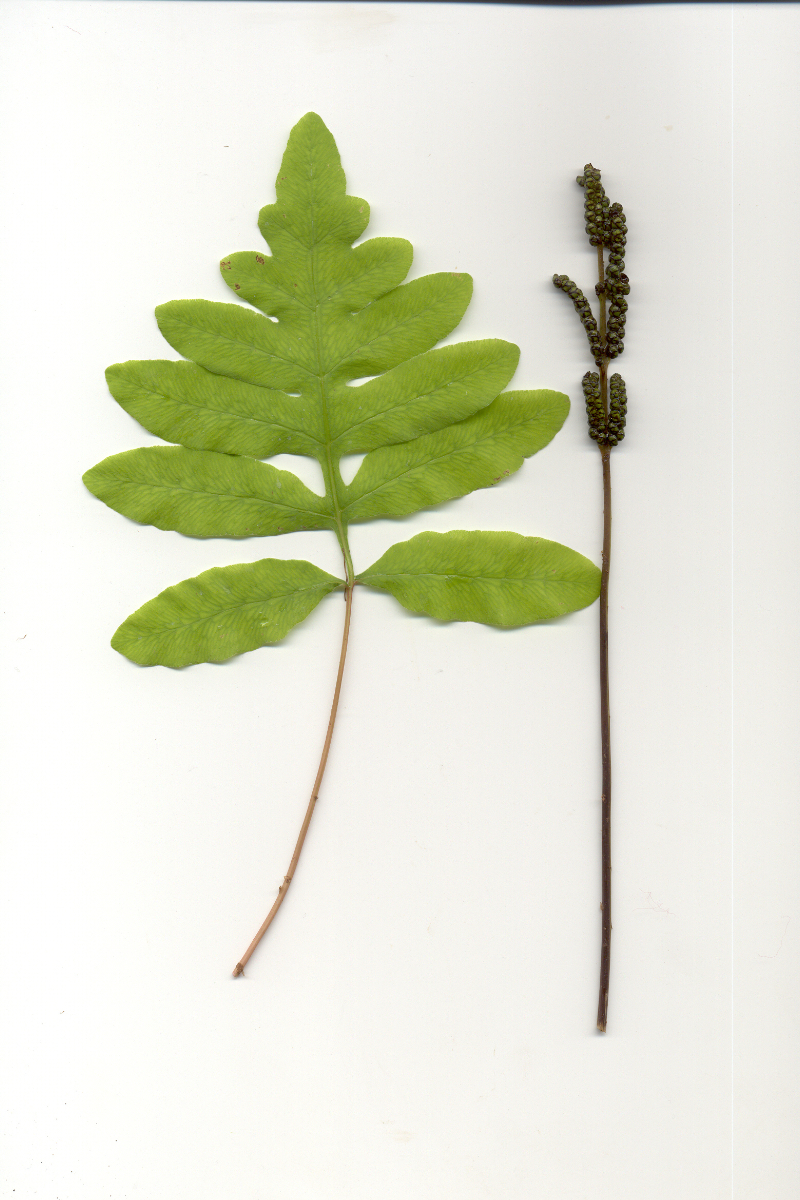 Onoclea sensibilis gen.