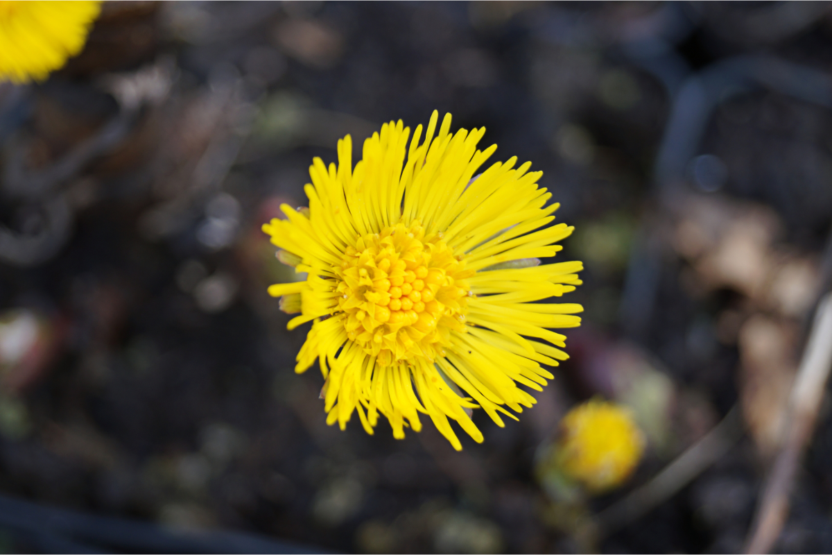 Tussilago farfara - Huflattich