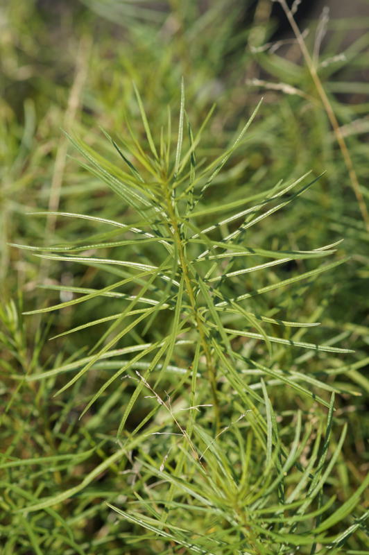 Amsonia hubrichtii