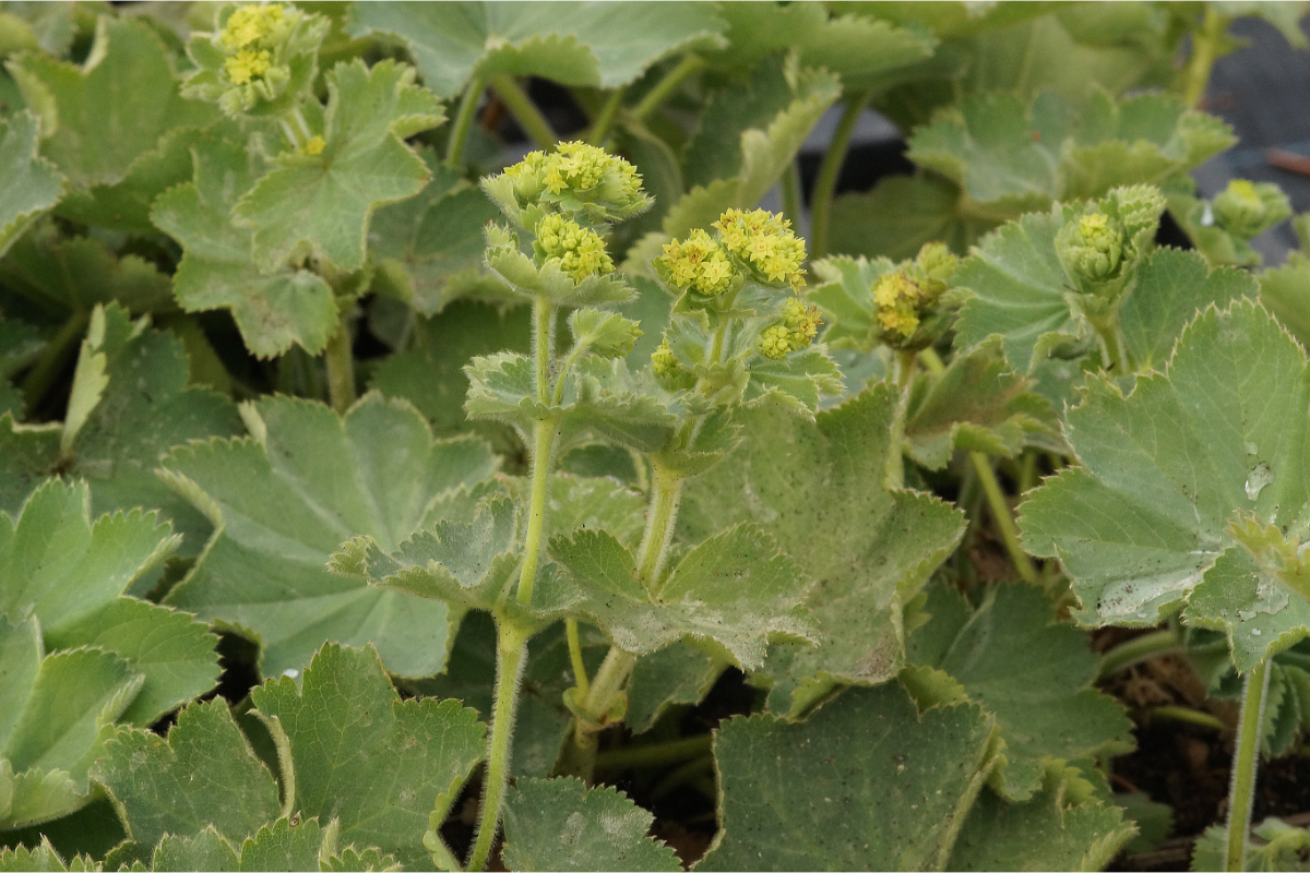 Alchemilla xanthochlora (vulgaris) - Frauenmantel