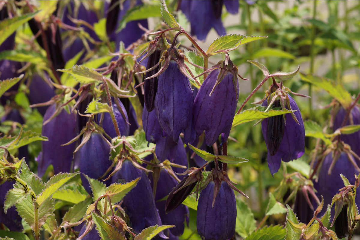 Campanula Hybride 'Sarastro' (punctata x trachelium) - Glockenblume