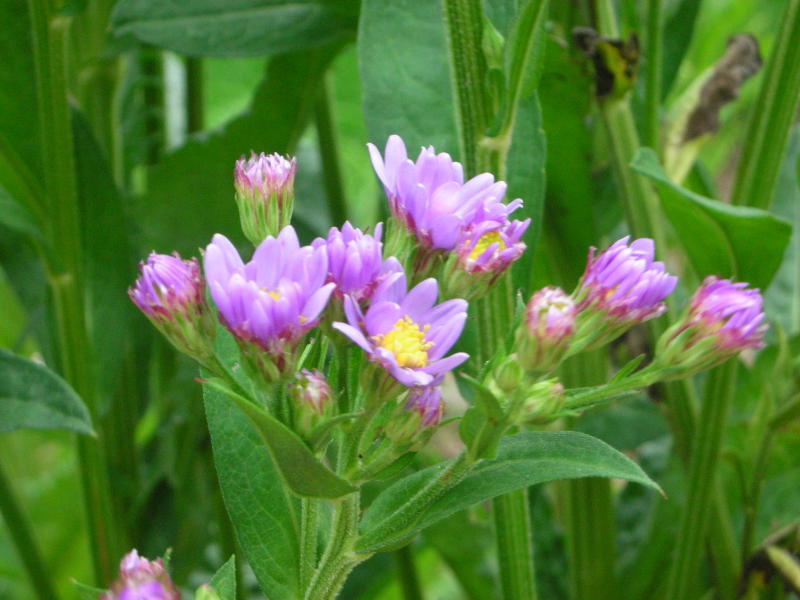 Aster tataricus 'Jindai'