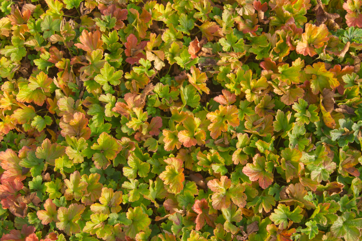 Waldsteinia geoides