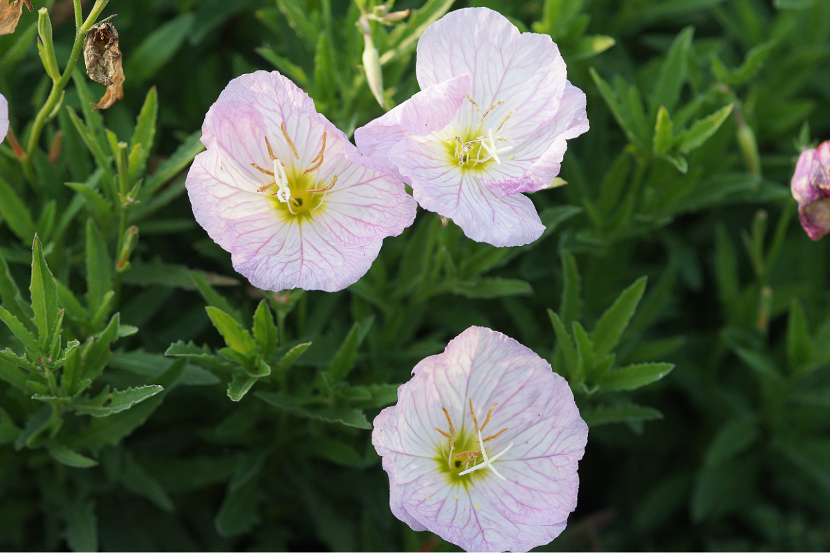 Oenothera speciosa 'Siskiyou'