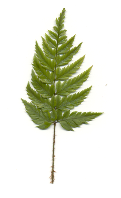 Polystichum rigens gen.