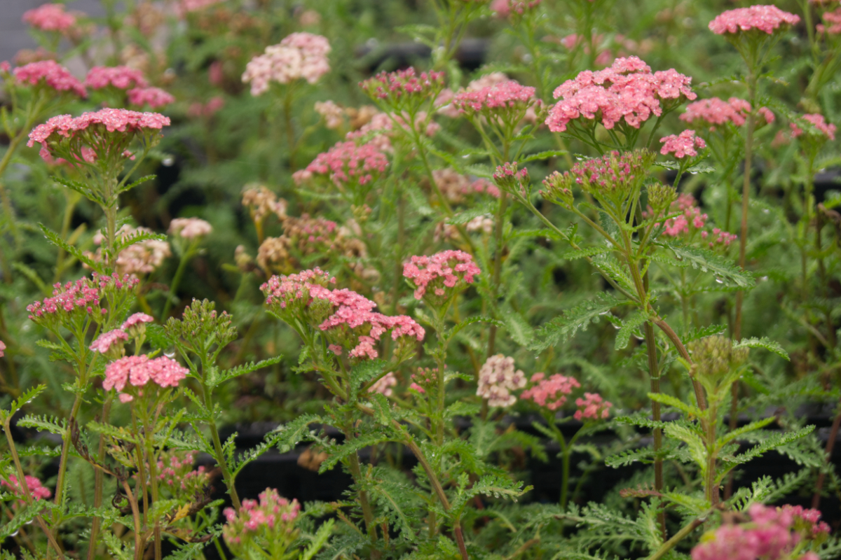 Achillea Millefolium-Hybr. 'Apricot Delight' - Schafgarbe