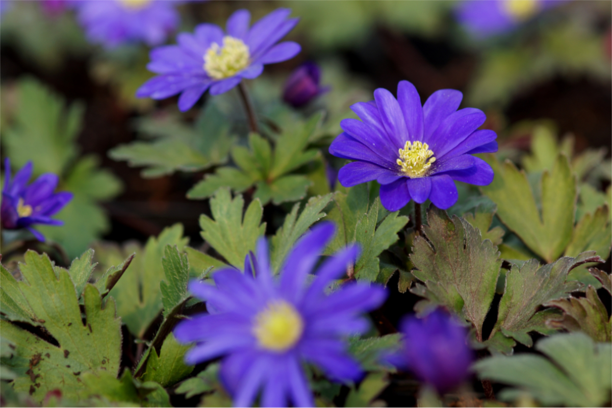 Anemone blanda 'Blue Shades' - Strahlenanemone, Balkan-Windröschen