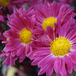 small-chrysanthemum_indicum_hybr_curie_1.jpg