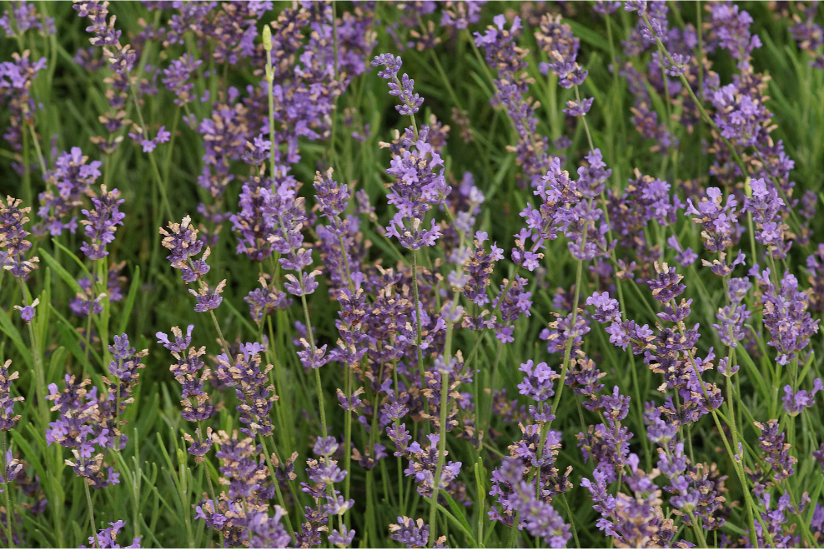 Lavandula angustifolia 'Siesta' - Lavendel