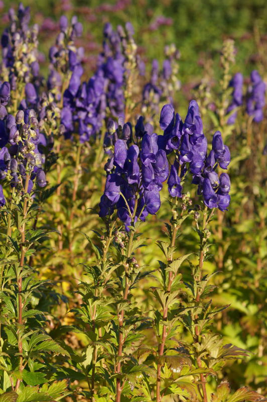 Aconitum carmichaelii 'Arendsii'