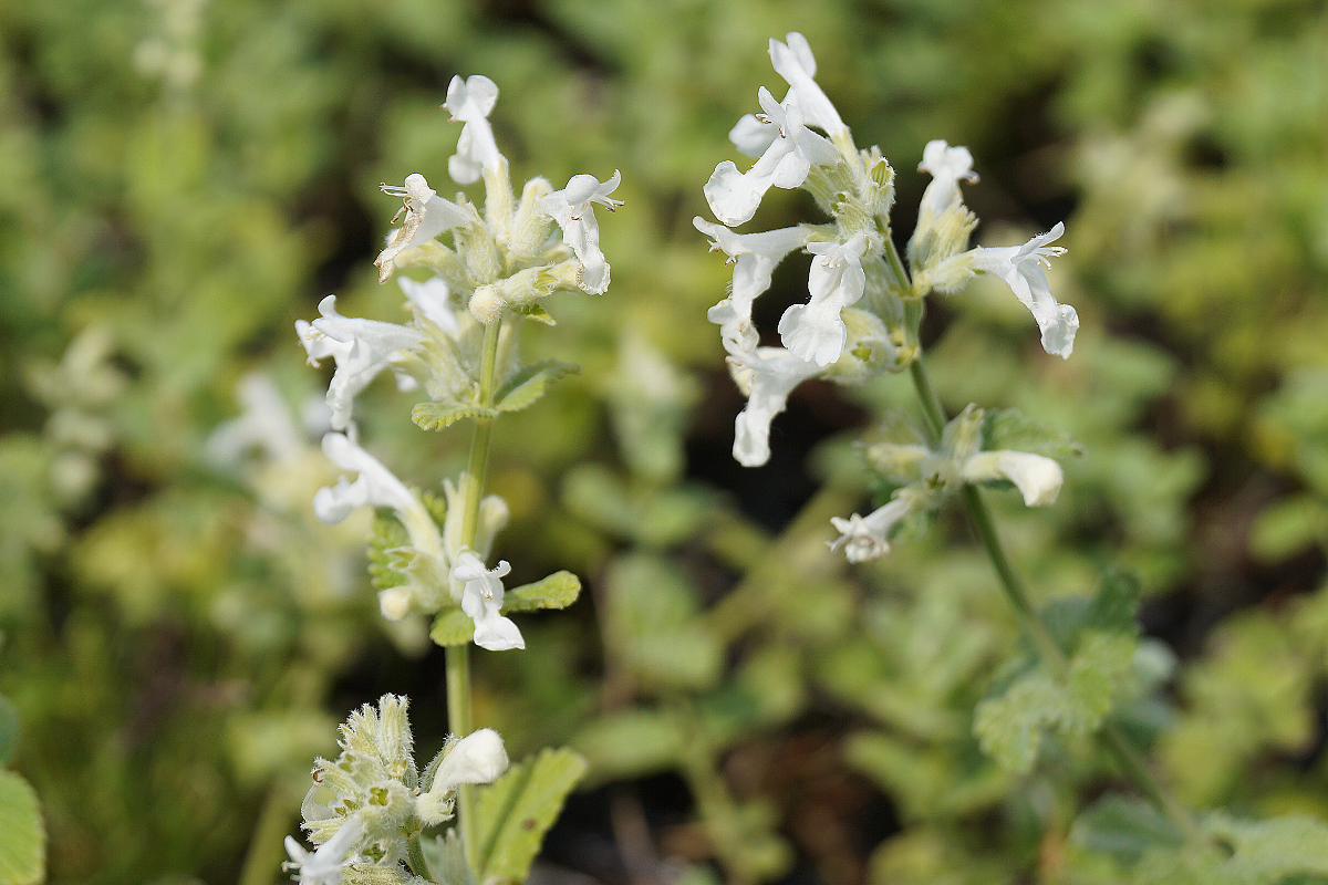 Nepeta racemosa 'Snowflake'