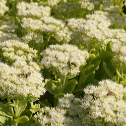 small-3_sedum_spectabile_stardust.jpg
