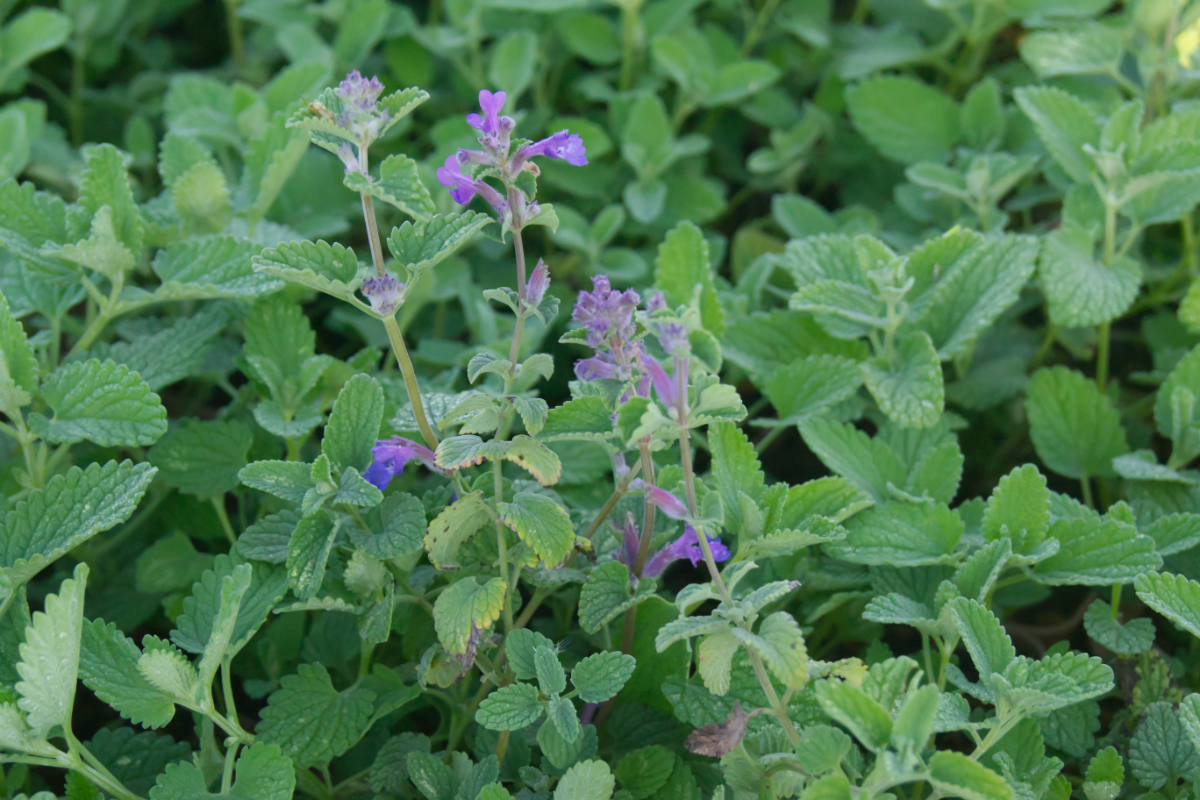 Nepeta racemosa 'Superba' - Katzenminze