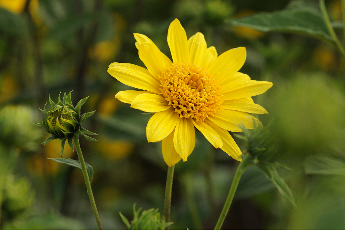 Helianthus decapetalus 'Capenoch Star'