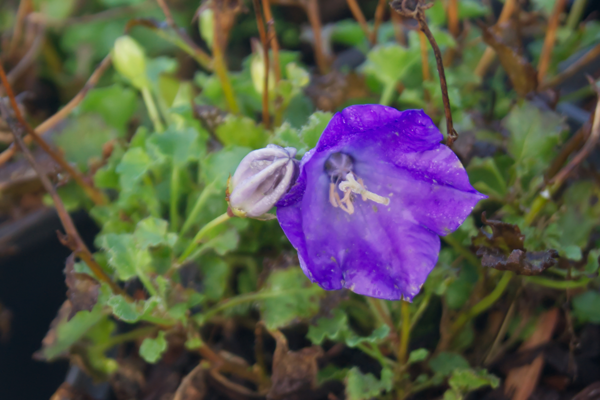 Campanula carpatica 'Blaue Clips' - Karpatenglockenblume