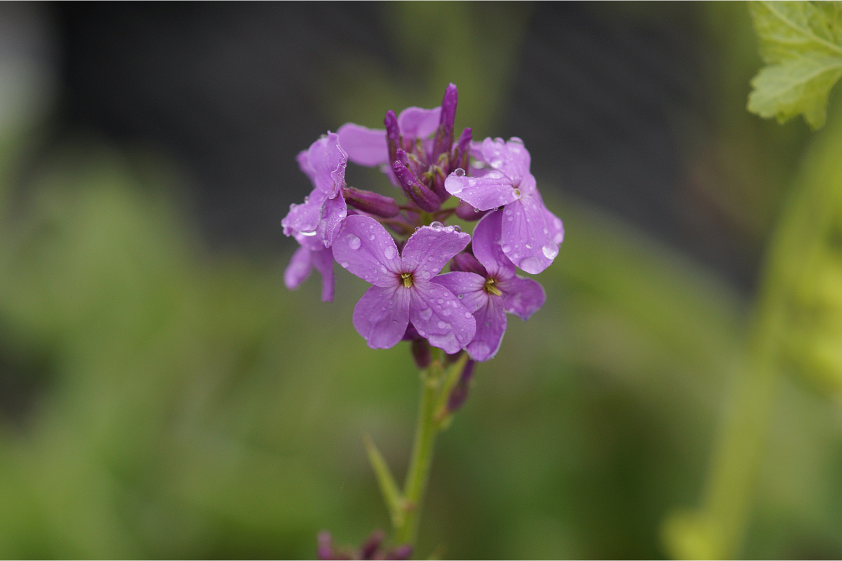 Hesperis matronalis - Nachtviole