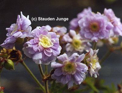 Geranium pratense 'Summer Skies' - Storchschnabel