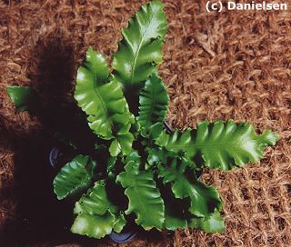 Asplenium scolopendrium Crispum Gruppe veg. - Krauser Hirschzungenfarn