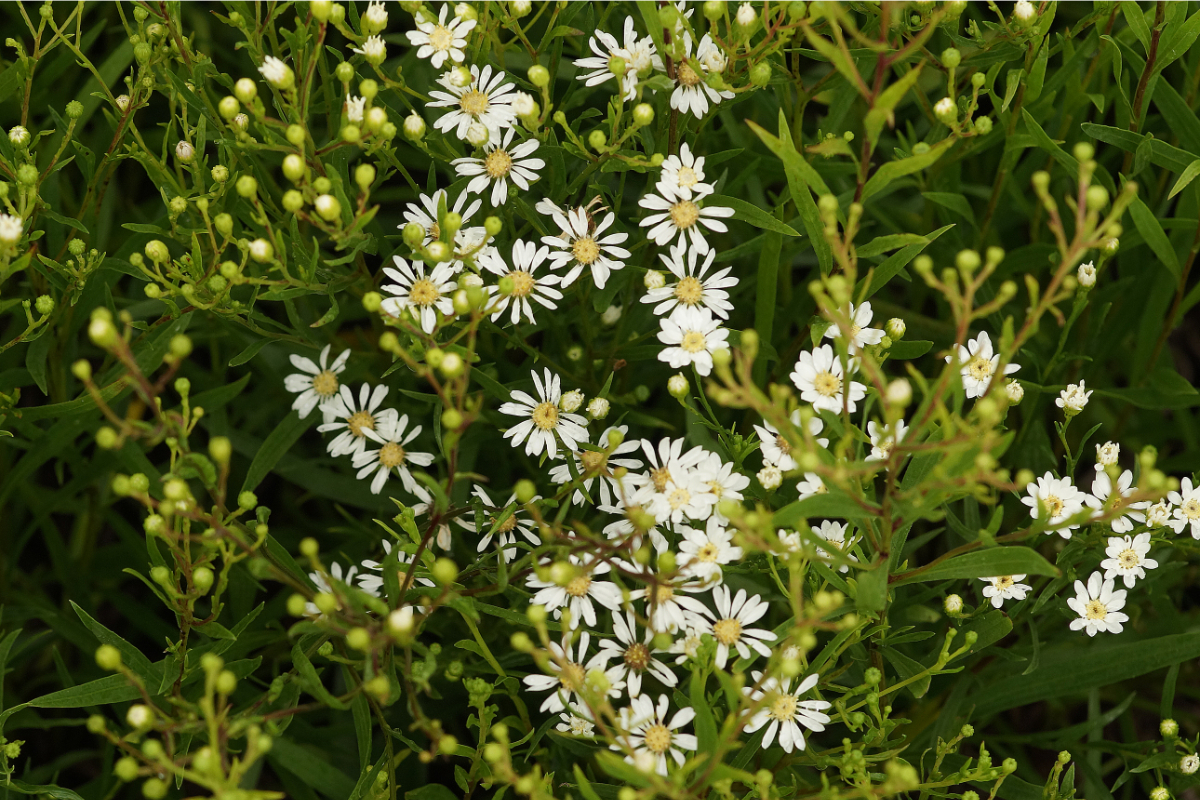 Solidago (Aster) ptarmicoides