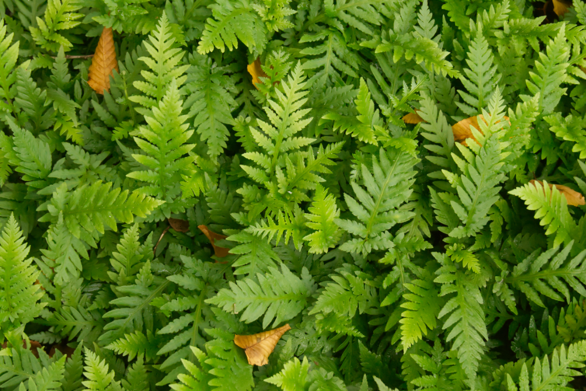 Woodwardia fimbriata - Kettenfarn