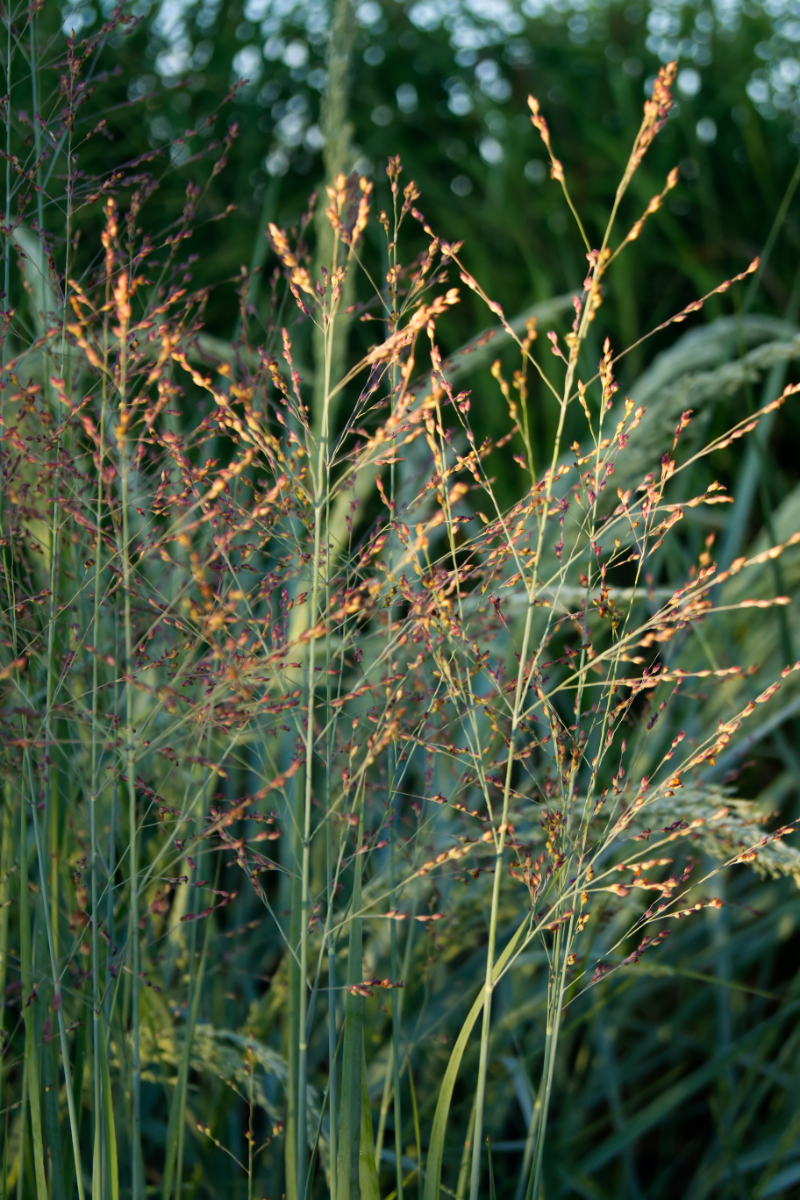 Panicum virgatum 'Heavy Metal'