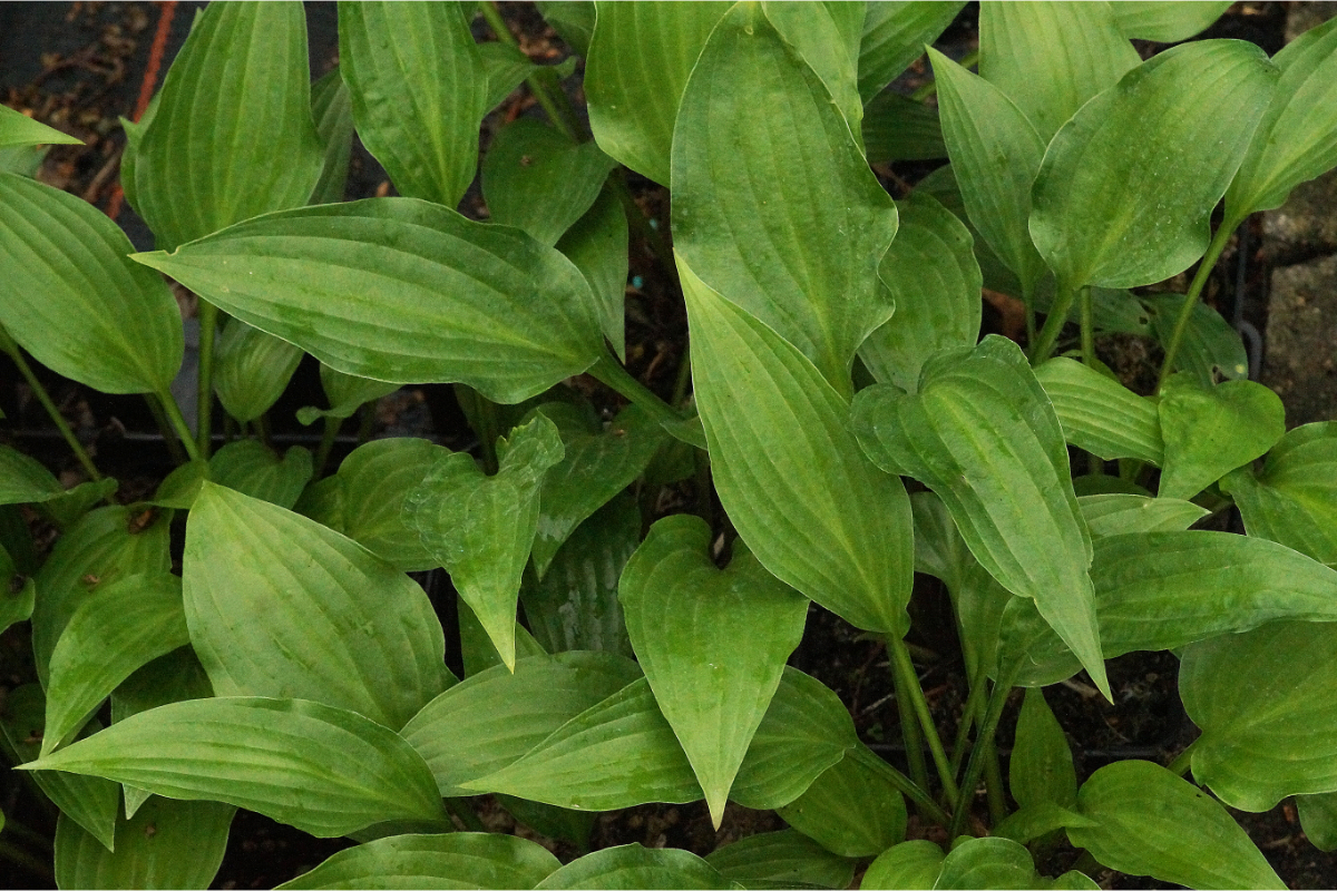 Hosta lancifolia - Funkie, Herzblatttlilie