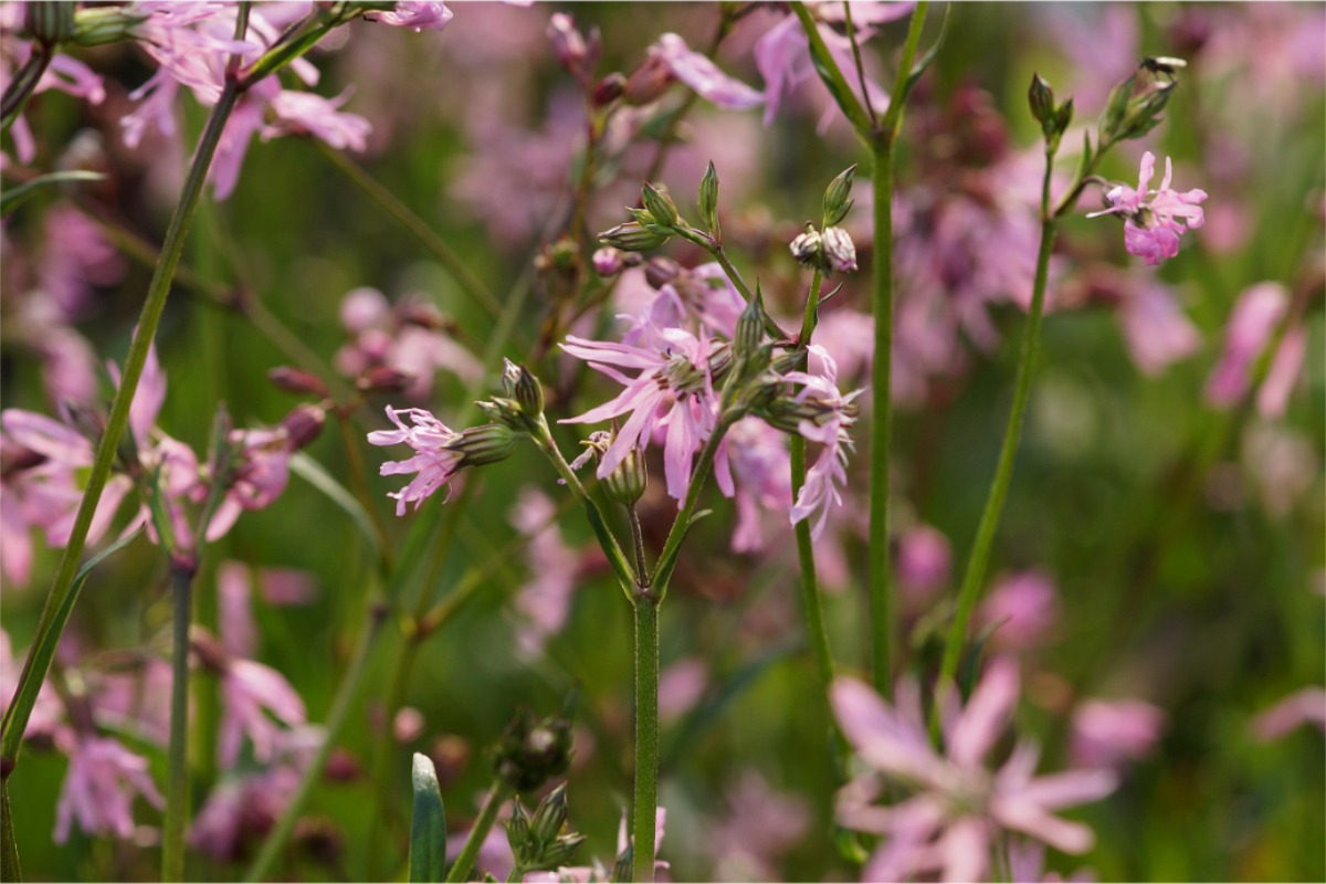 Lychnis flos-cuculi - Kuckucks-Lichtnelke