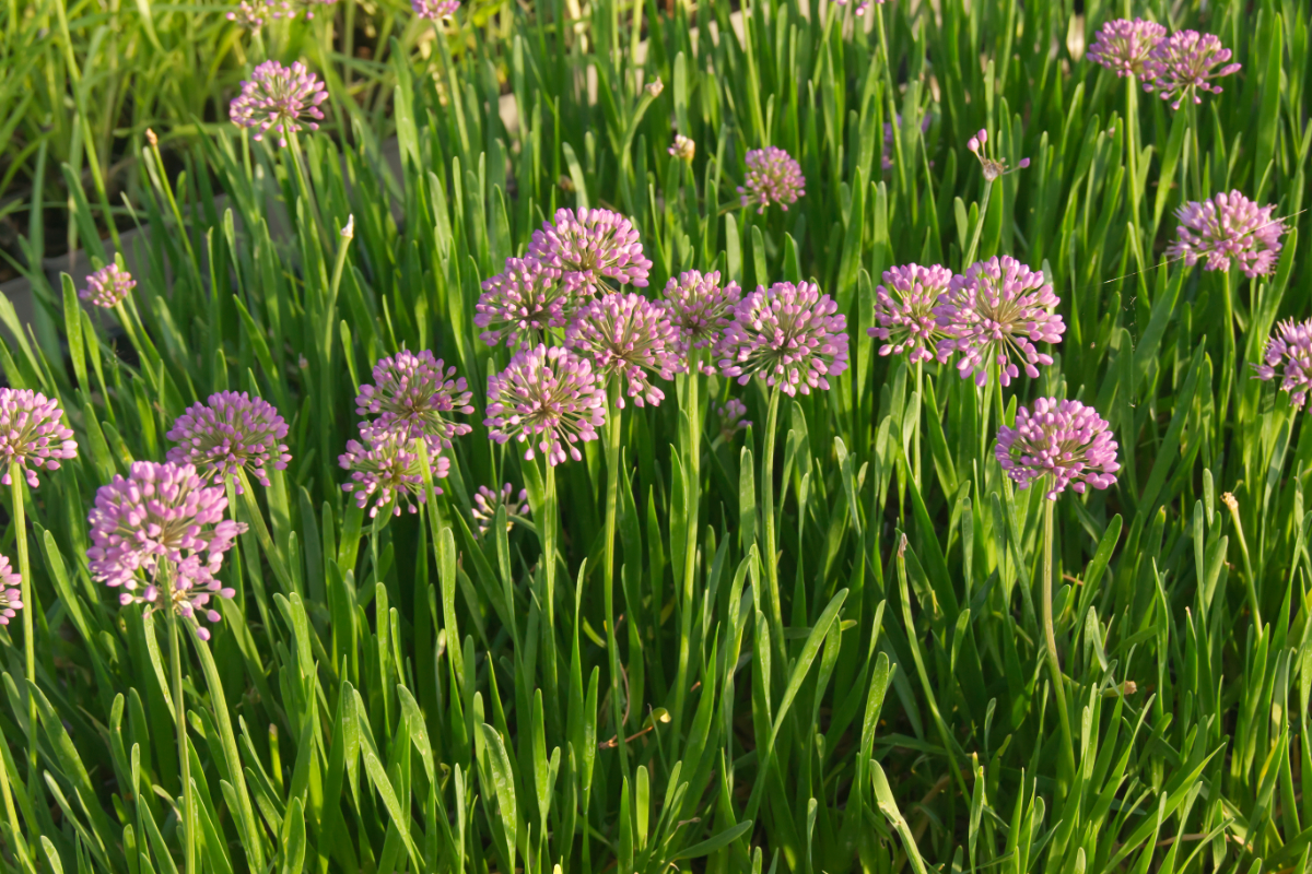 Allium senescens 'Millenium'