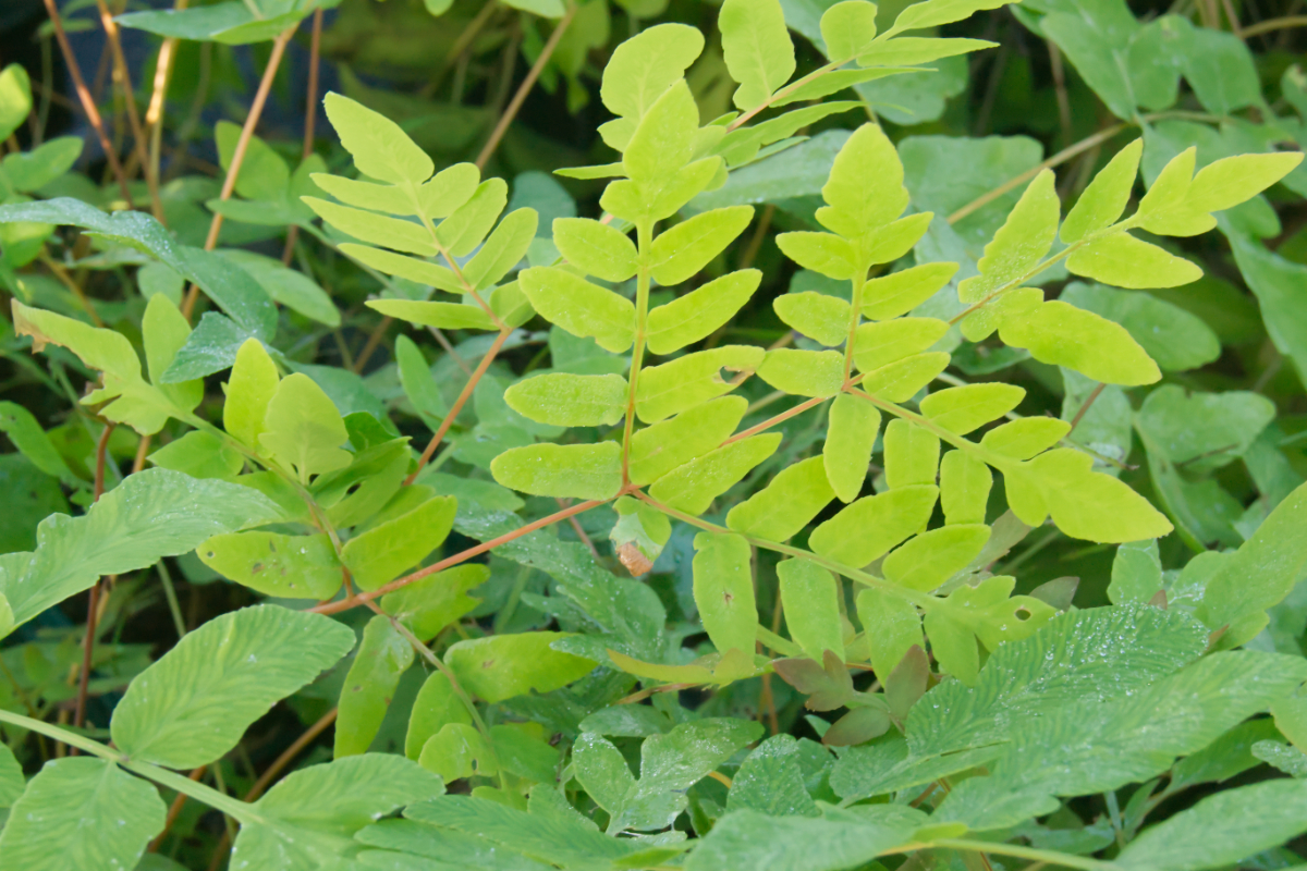Osmunda japonica gen. - Japanischer Königsfarn