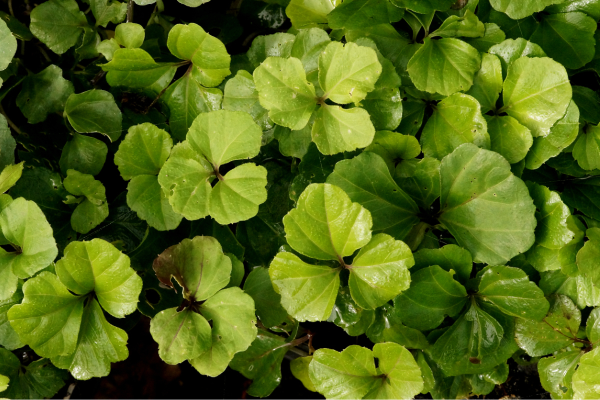 Cardamine trifolia