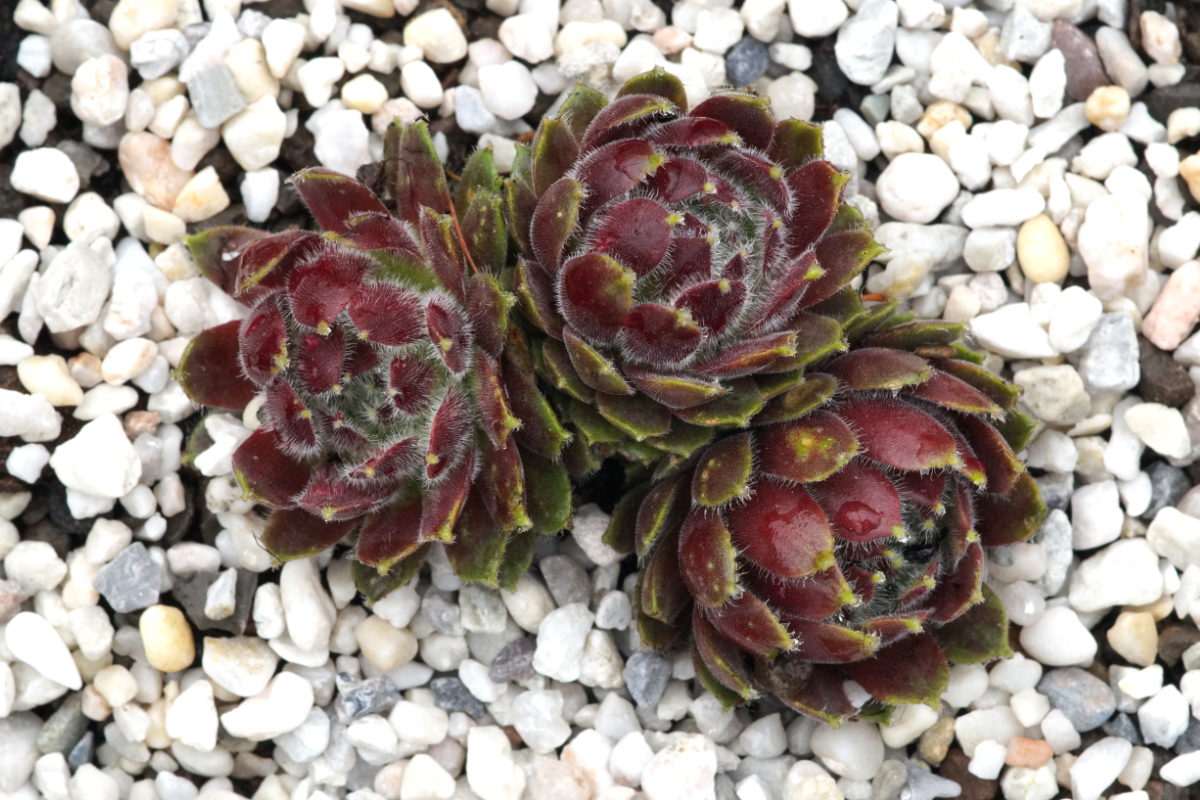 Sempervivum Hybride 'Hey Hey' - Dachwurz, Hauswurz
