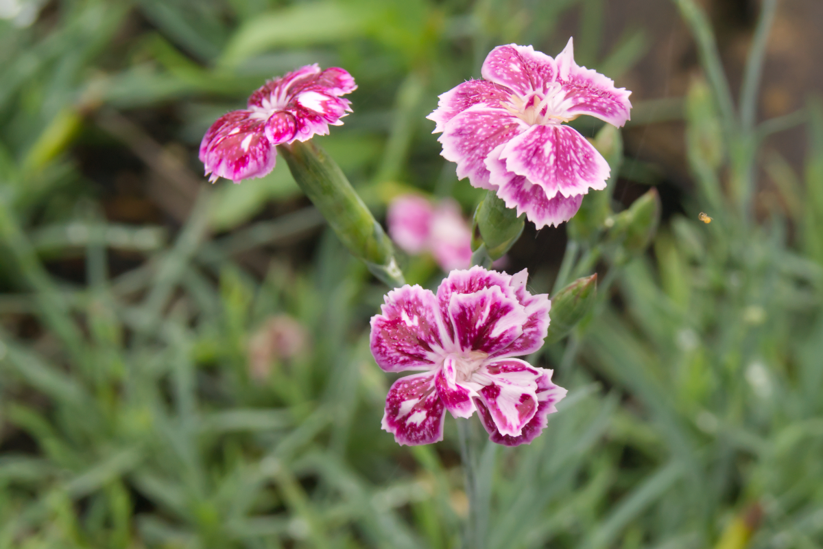 Dianthus gratianopolitanus 'Jane Austen'