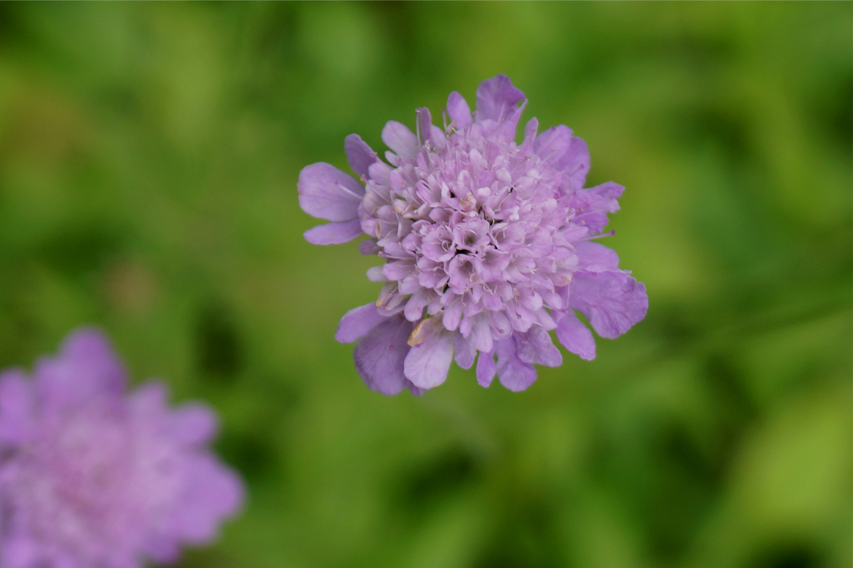 Scabiosa columbaria - Tauben-Skabiose