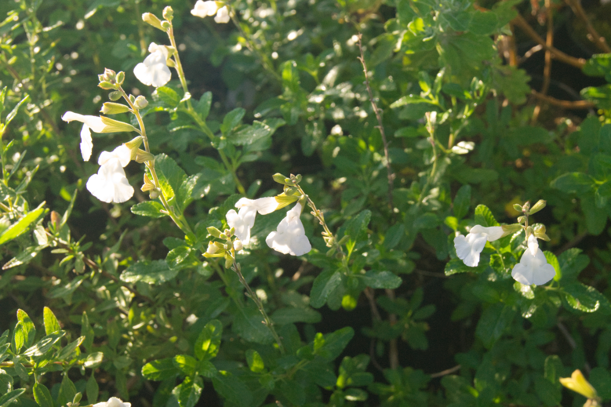 Salvia microphylla 'Gletsjer' - Johannisbeer-Salbei