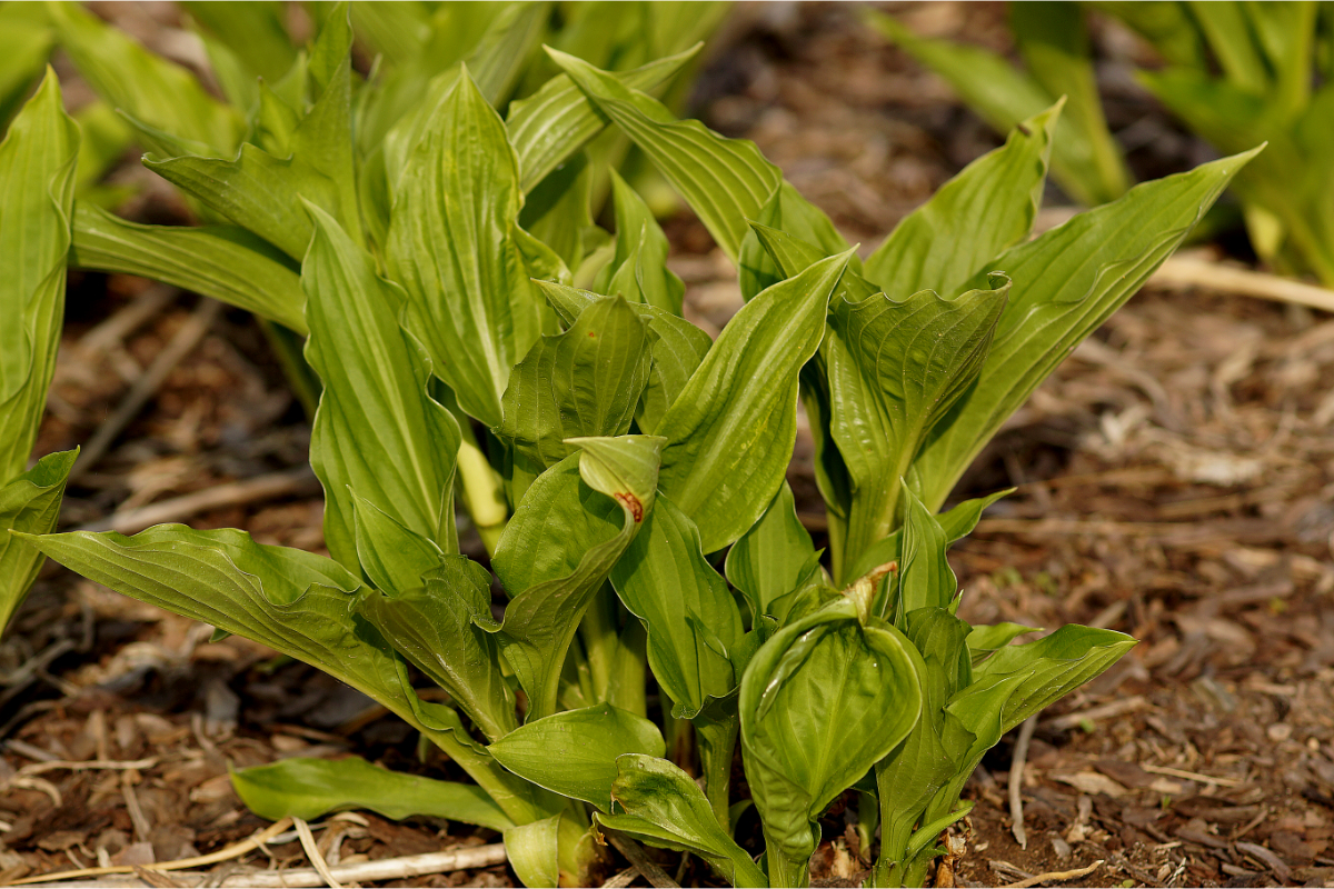 Hosta ventricosa - Glockenfunkie