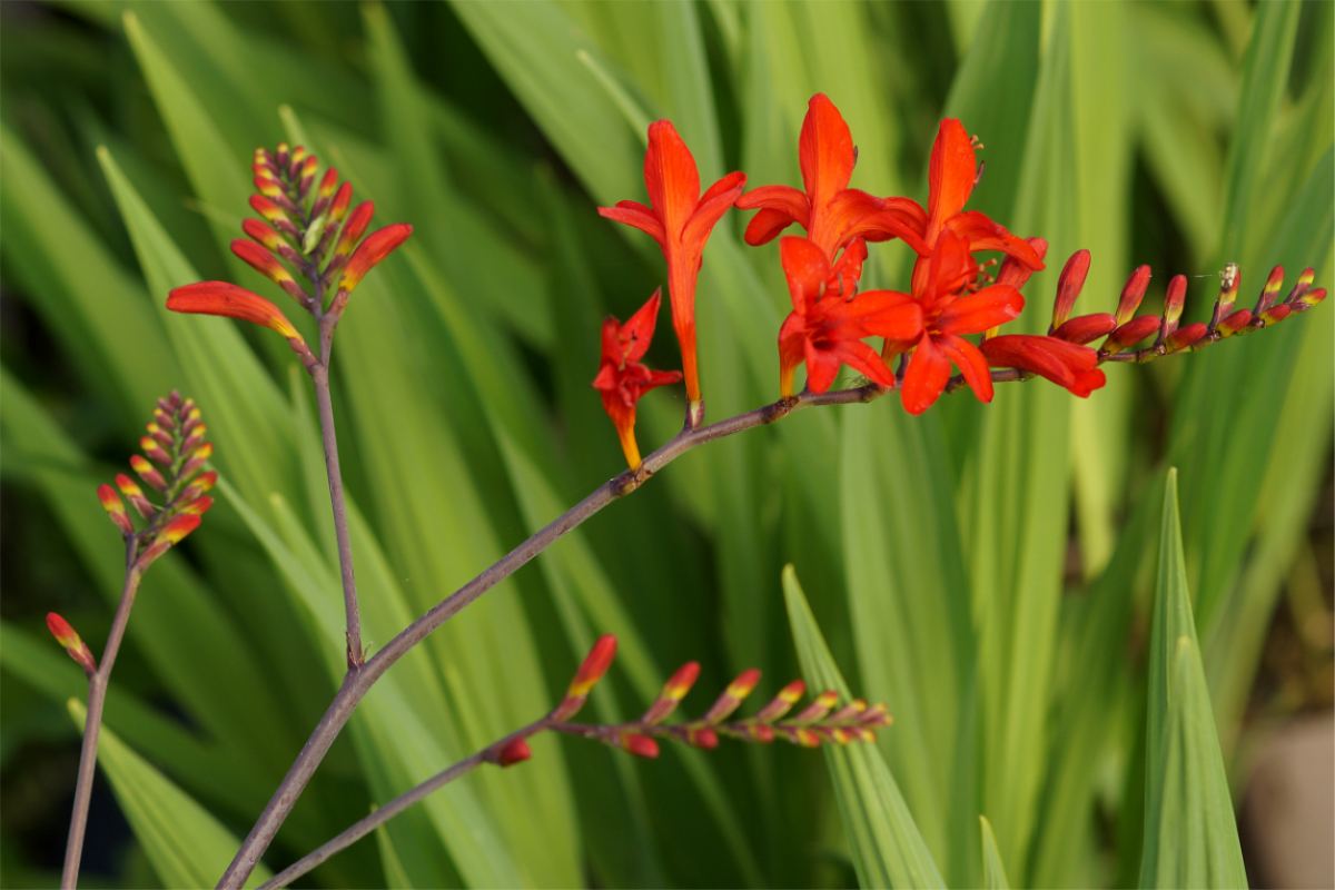 Crocosmia masoniorum 'Lucifer' - Montbretie